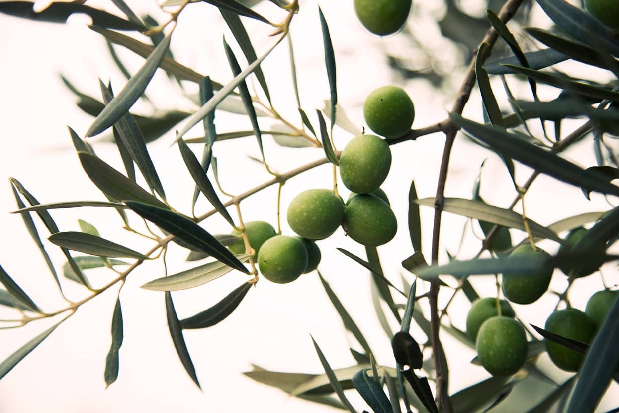 La variedad hojiblanca ocupa en primer lugar en cuanto a kilos elaborados y exportados para el consumo de aceitunas de mesa