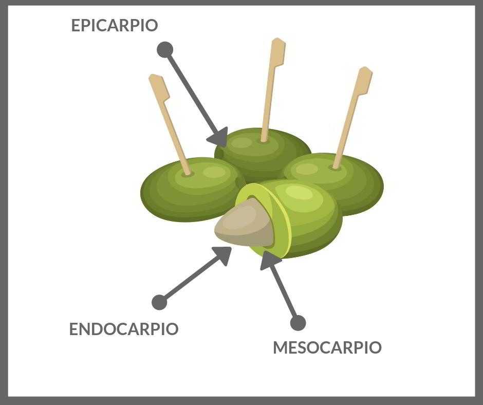 Partes aceitunas